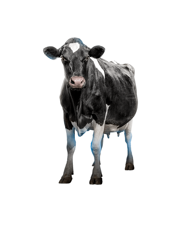 Dairy Cow