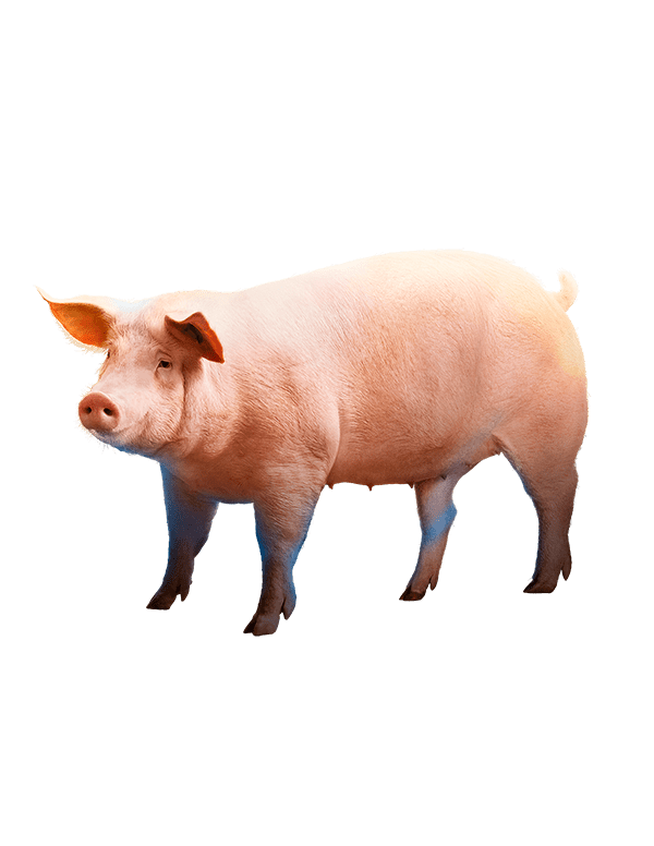 Swine